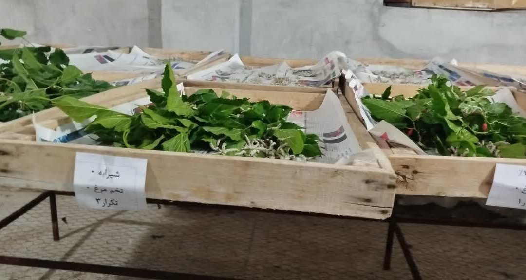 نقش‌آفرینی دانشگاه تربت‌حیدریه در احیای صنعت ابریشم و نوغانداری خراسان رضوی
